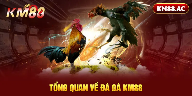 Tổng quan về đá gà KM88